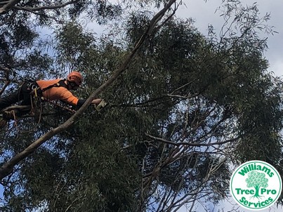 Tree Pruning - During